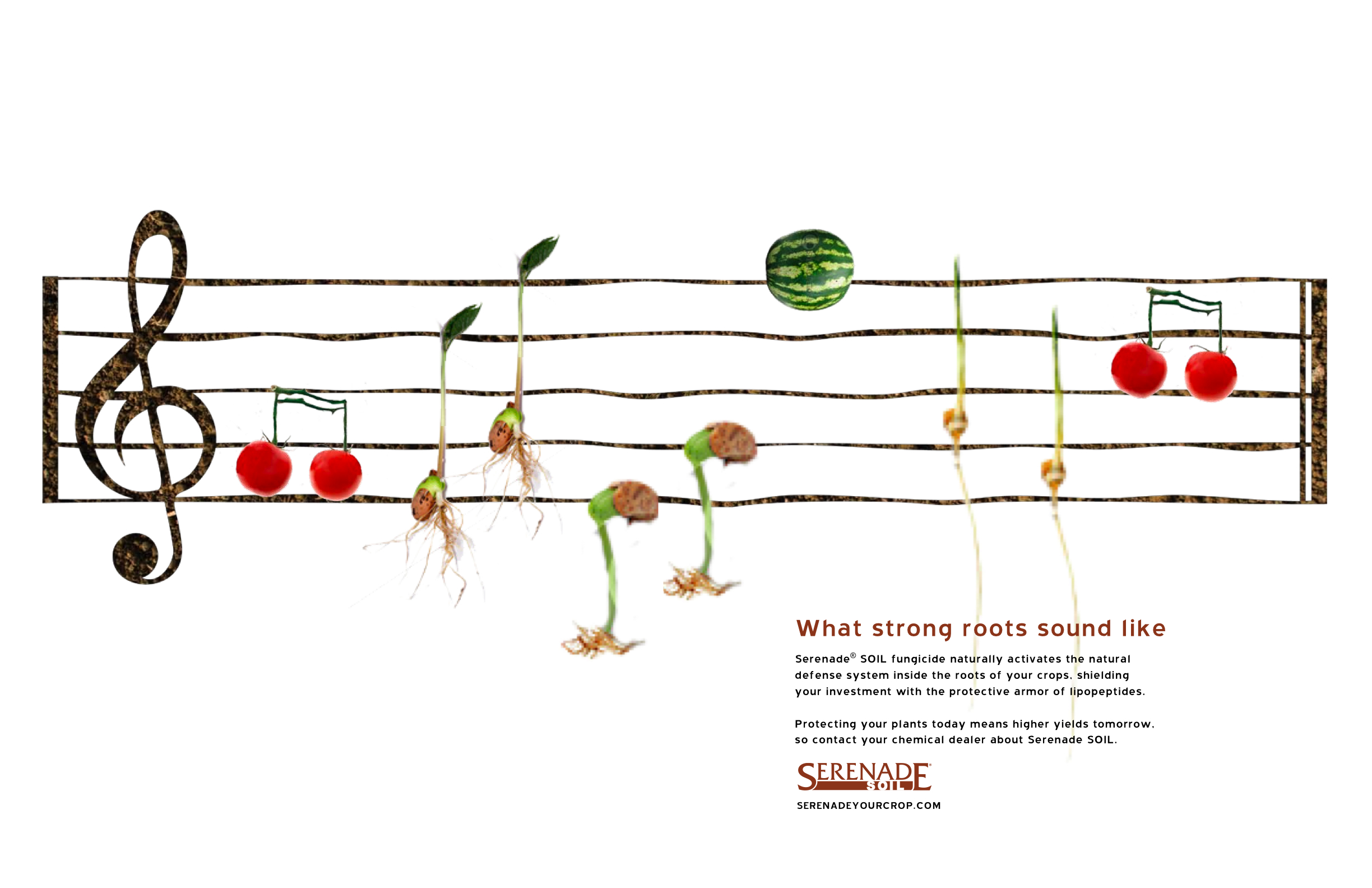 Serenade Garden — Music Series 1