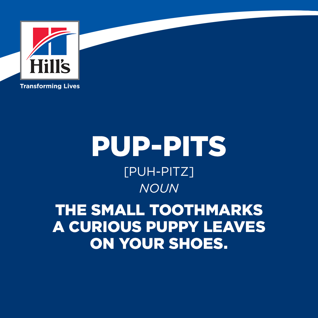 Hill's social post — pet definition 2
