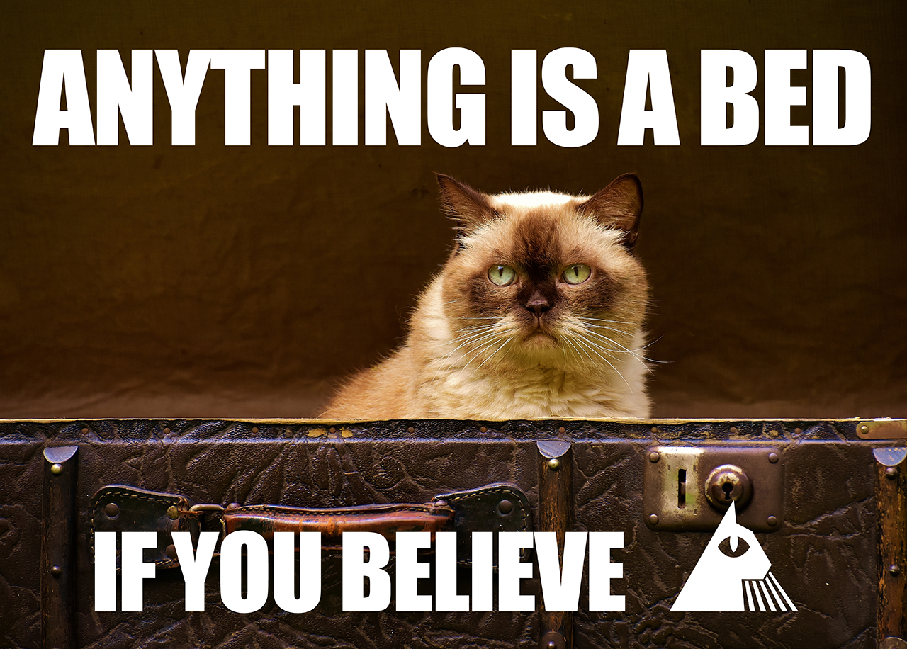 Cat in a suitcase — Anything Is a Bed, If You Believe